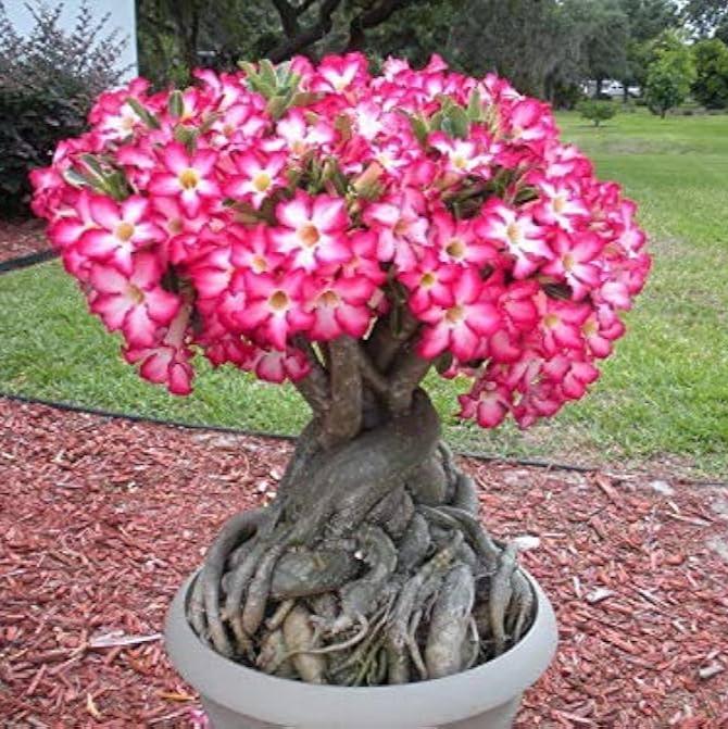 Adenium