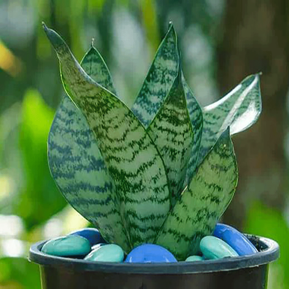 Snake Plant