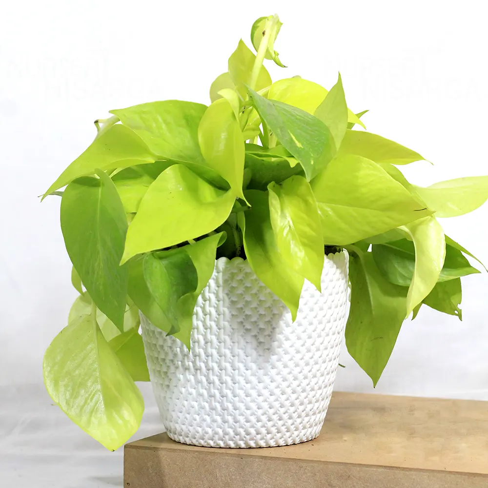 Money Plant Golden